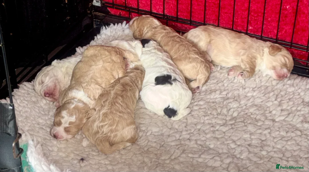 Cockapoo dogs for sale: Cockerpoo puppies  - Advert 26