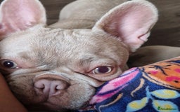 French Bulldog dogs for sale: Prada tiny Kc female new shade Isabella  - Image 13