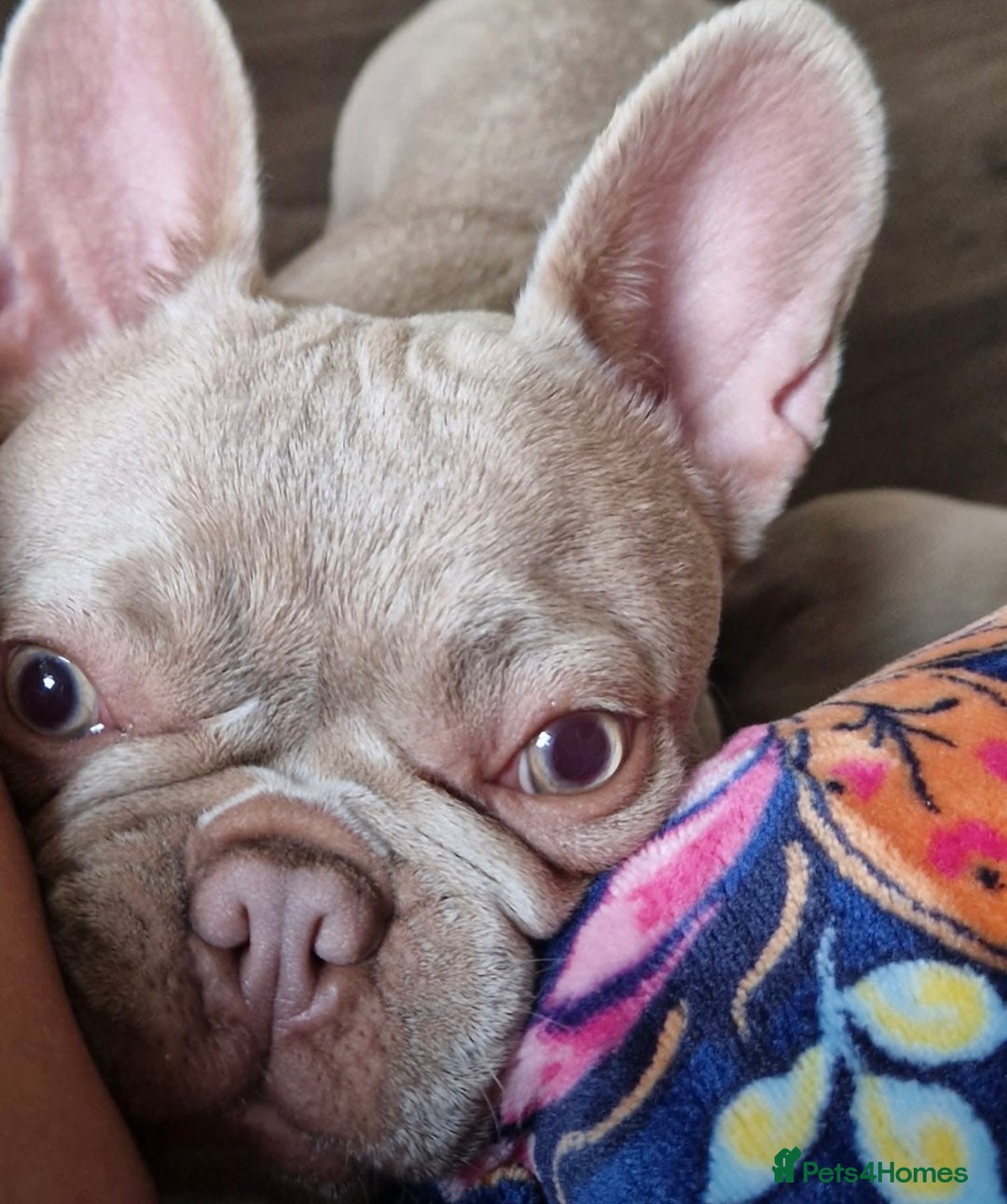 French Bulldog dogs for sale: Prada tiny Kc female new shade Isabella  - Image 13