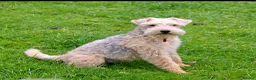 Lakeland Terrier dogs for sale: Pedigree Lakeland Terriers  - Advert 2