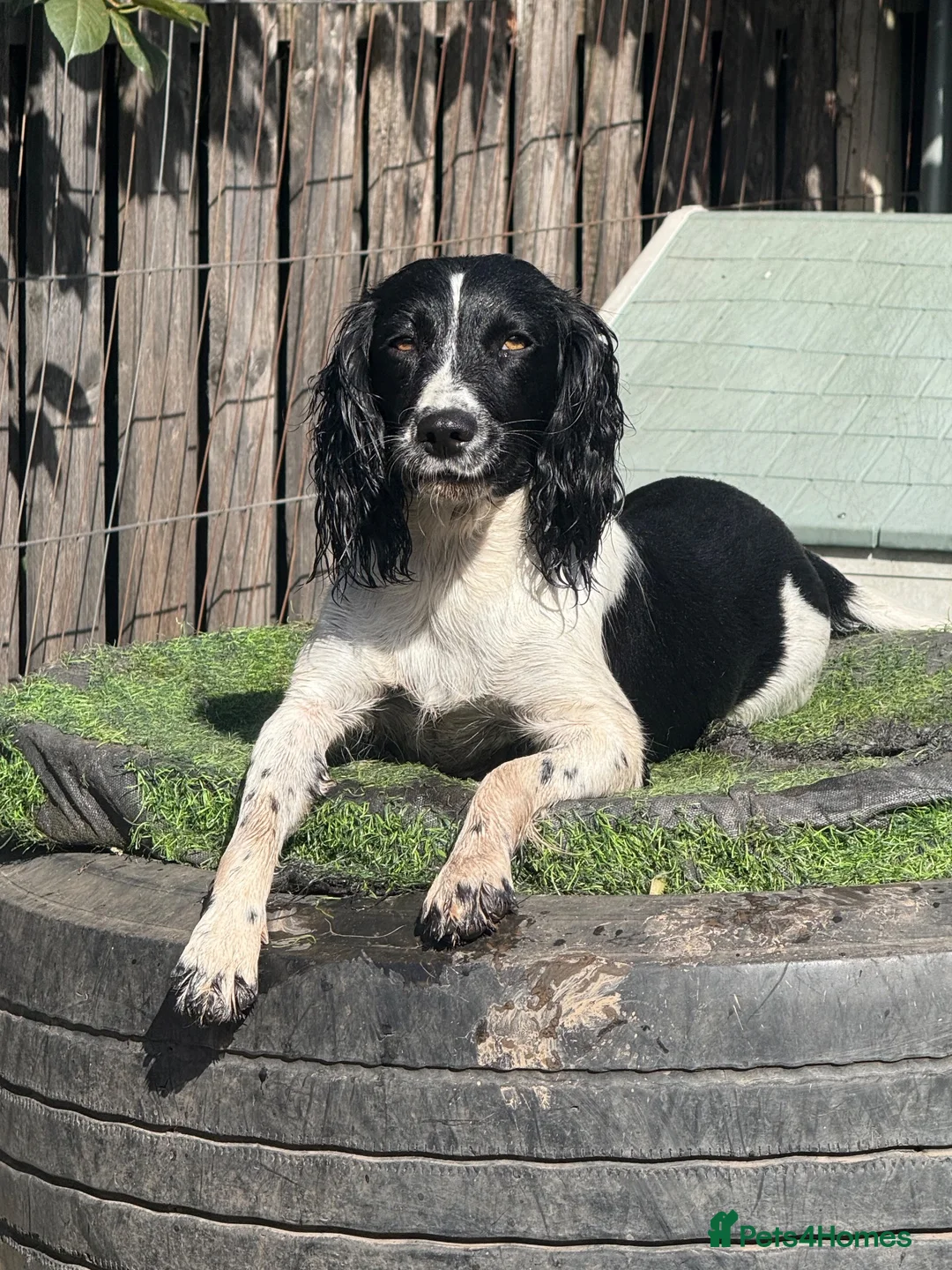 English Springer Spaniel dogs for sale: Beautiful Springer Spaniel Female - Advert 4