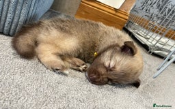 Mixed Breed dogs for sale: Border collie x German shepherd puppies - Image 19
