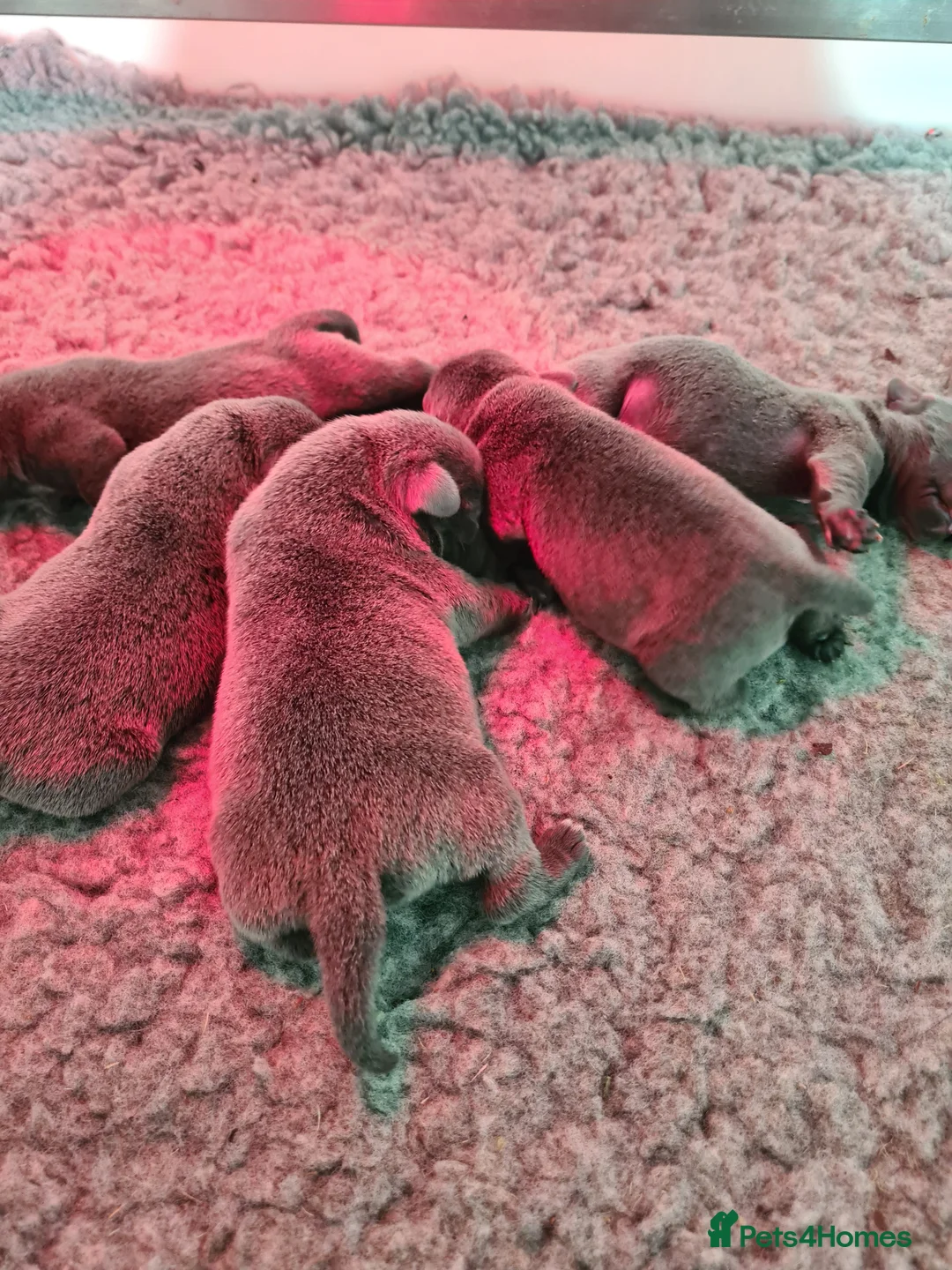 Staffordshire Bull Terrier dogs for sale: Blue KC staffys - Advert 3