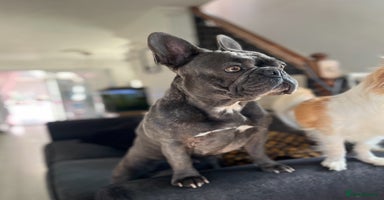 Mixed Breed dogs X3 Beautiful girl French bulldogs cross  - Advert 9