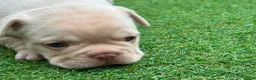 French Bulldog dogs for sale: Stunning French Bulldog Puppies in Norwich - Advert 36