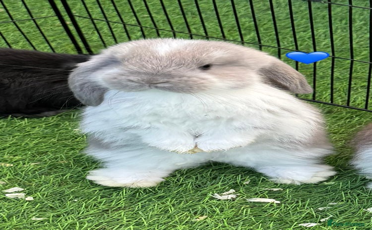 French Lop rabbits - Advert 1