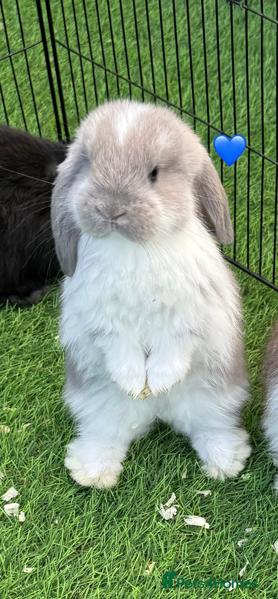 French Lop rabbits for sale: Pure French lops - Image 1