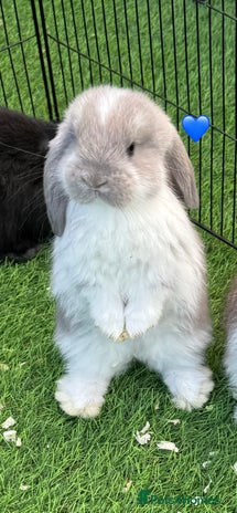 French Lop rabbits - Advert 1