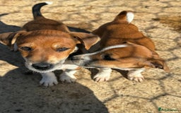 Jack Russell dogs for sale: Jack Russell’s - Image 14