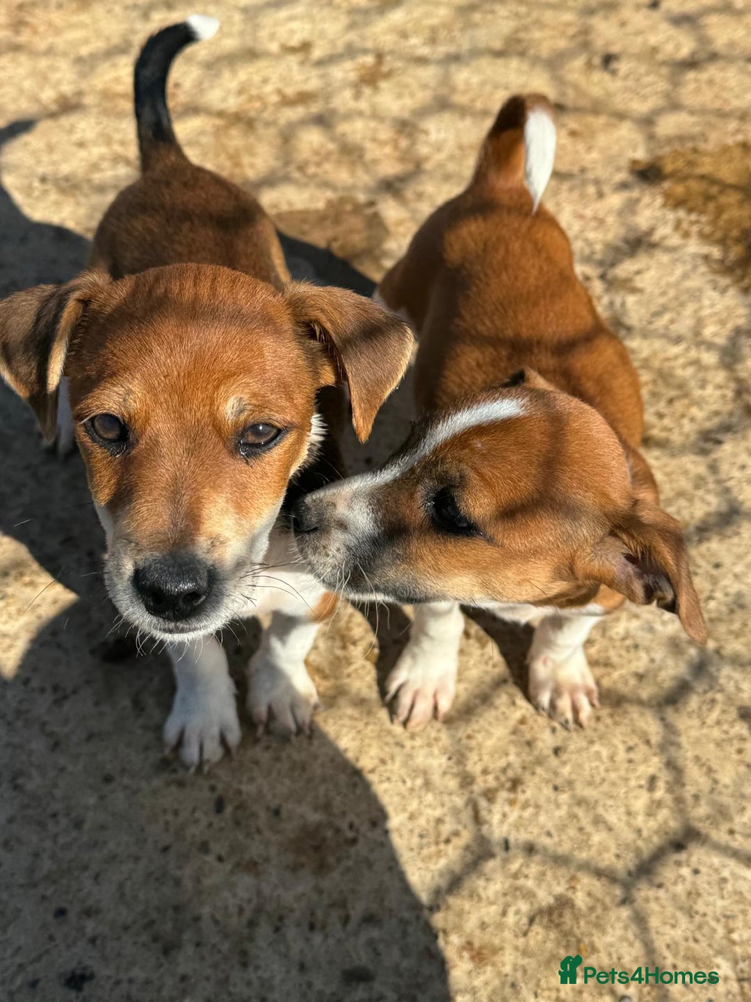 Jack Russell dogs for sale: Jack Russell’s - Image 14