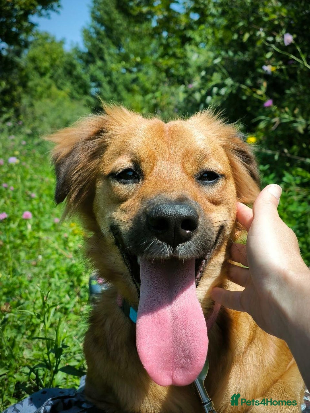Mixed Breed dogs for adoption: 🐶💖 MIAH 💖🐶 - Image 13