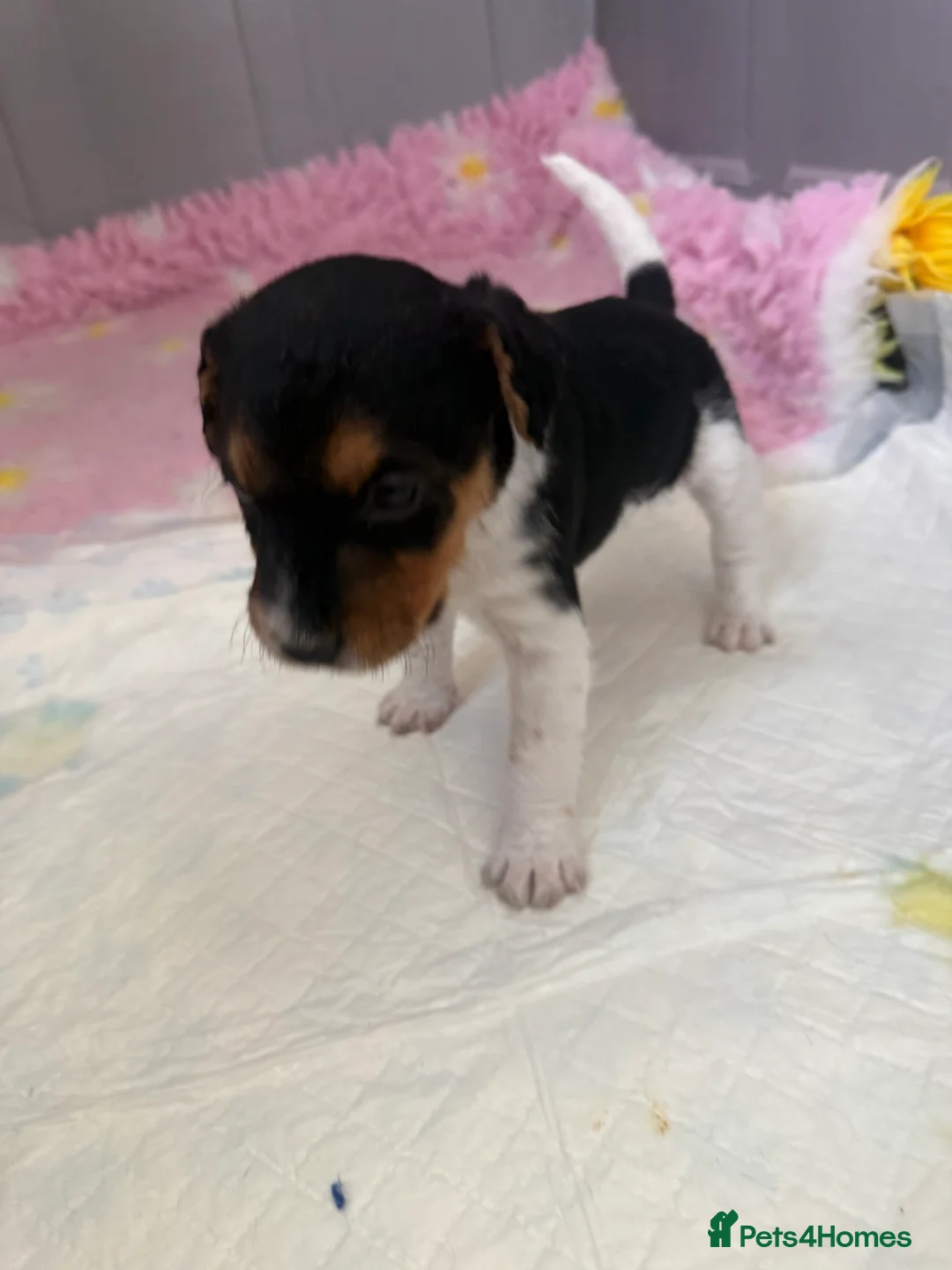 Patterdale Terrier dogs for sale: fell terrier  in Newcastle - Advert 6