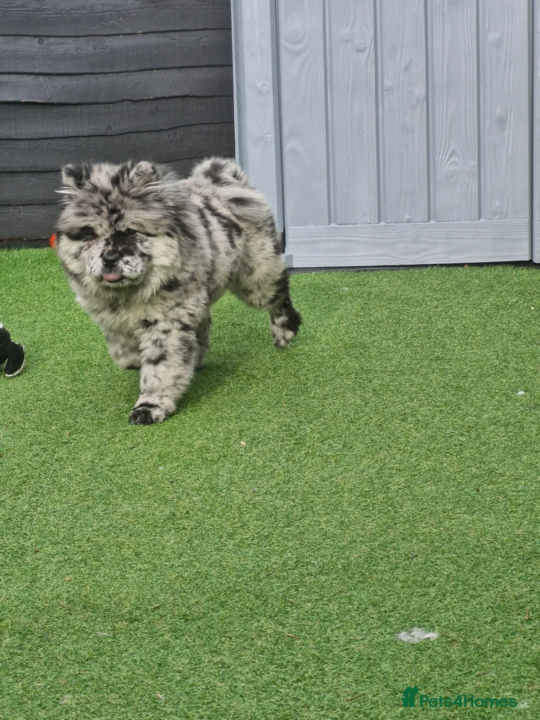 Chow Chow dogs for sale: Female chow chow - Advert 2