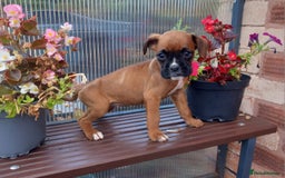 Boxer dogs for sale: KC Registered and ONLY 4 Left! See my 5* reviews - Image 5