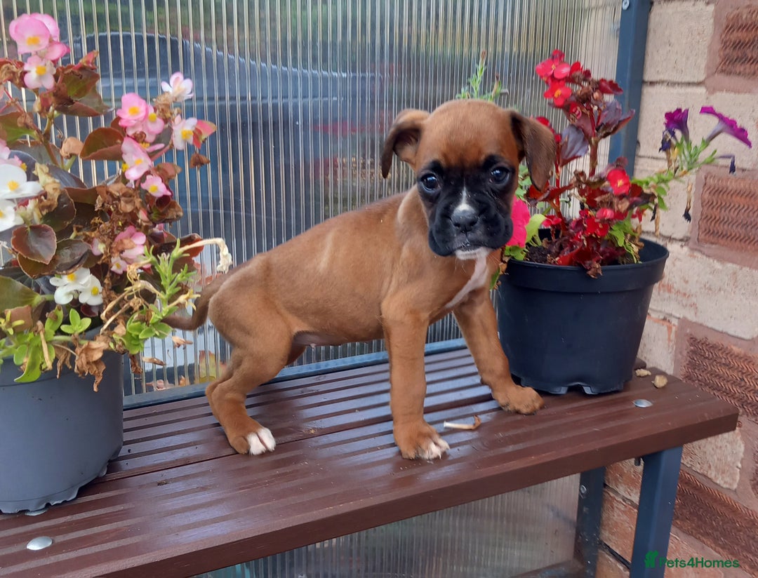 Boxer dogs for sale: KC Registered and ONLY 4 Left! See my 5* reviews - Image 5