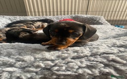 Miniature Dachshund dogs for sale: Miniature Black and Tan Dapple Dachshunds - Image 18
