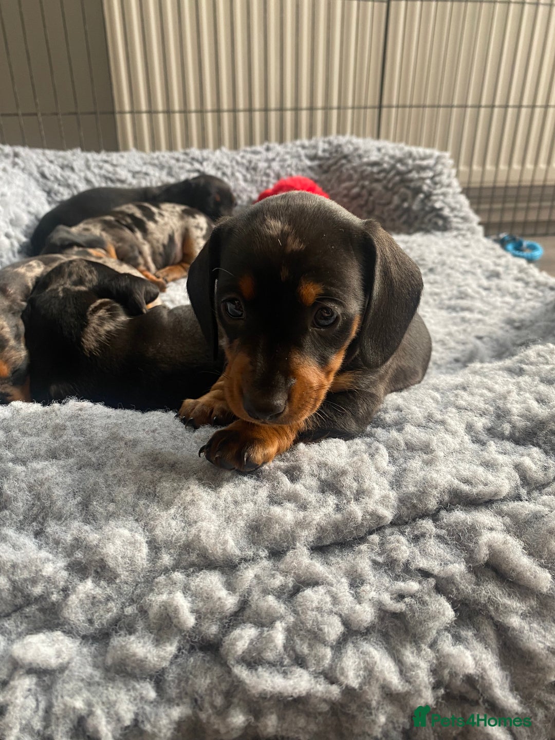 Miniature Dachshund dogs for sale: Miniature Black and Tan Dapple Dachshunds - Image 18