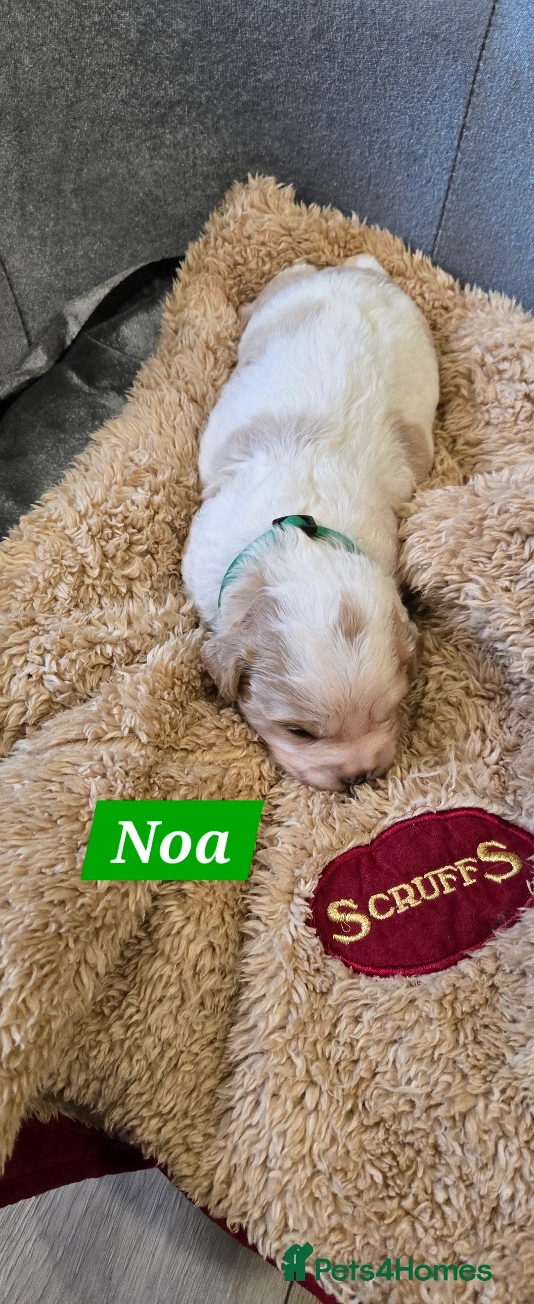 Cavachon dogs for sale: Cute cavachons - Advert 6