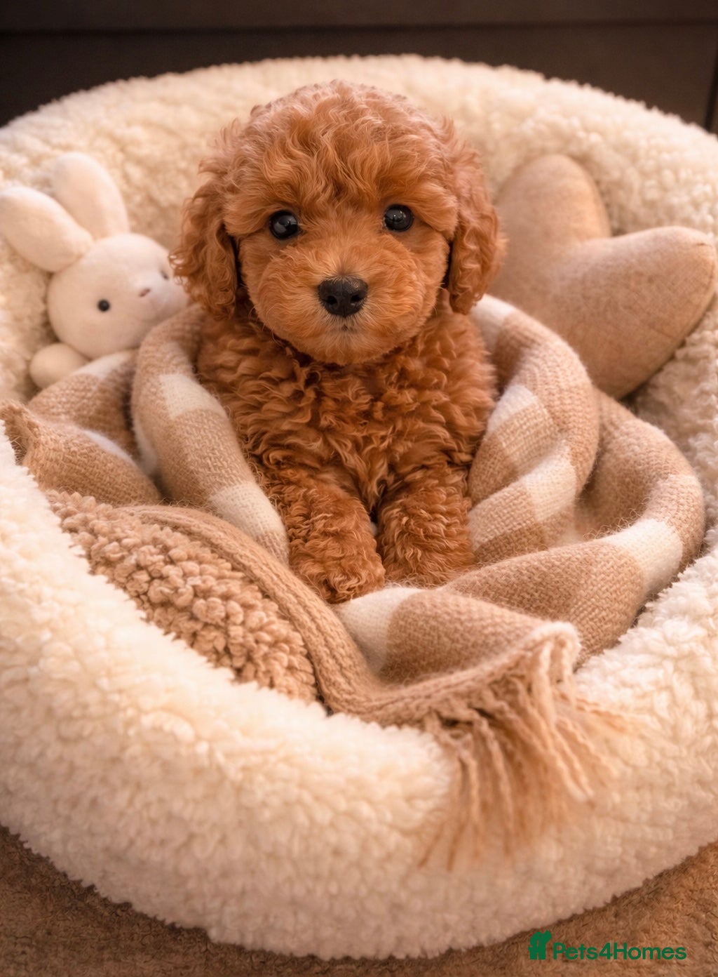 Poochon dogs Asian mini pochoon puppies -Tiny and Curly - Advert 8