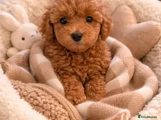 Poochon dogs Asian mini pochoon puppies -Tiny and Curly - Advert 8