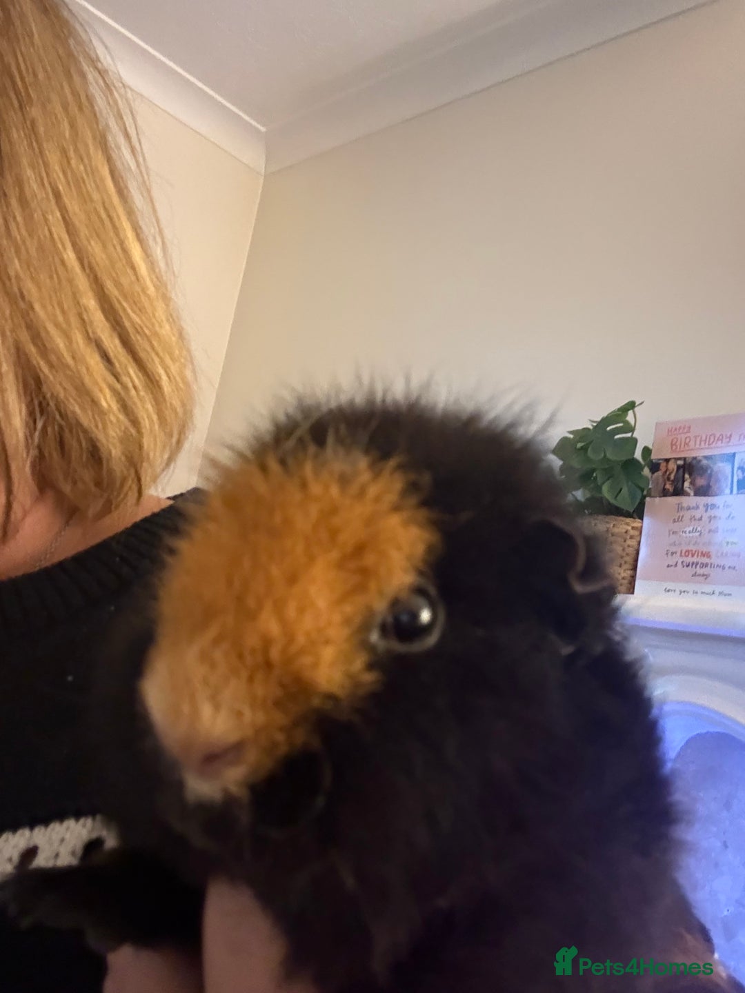 Guinea Pig rodents for sale: Beautiful guinea pig girls - Advert 8