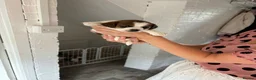 Jack Russell dogs for sale: Top quality jack Russell puppy’s for sale  in Chalfont Saint Giles - Advert 2