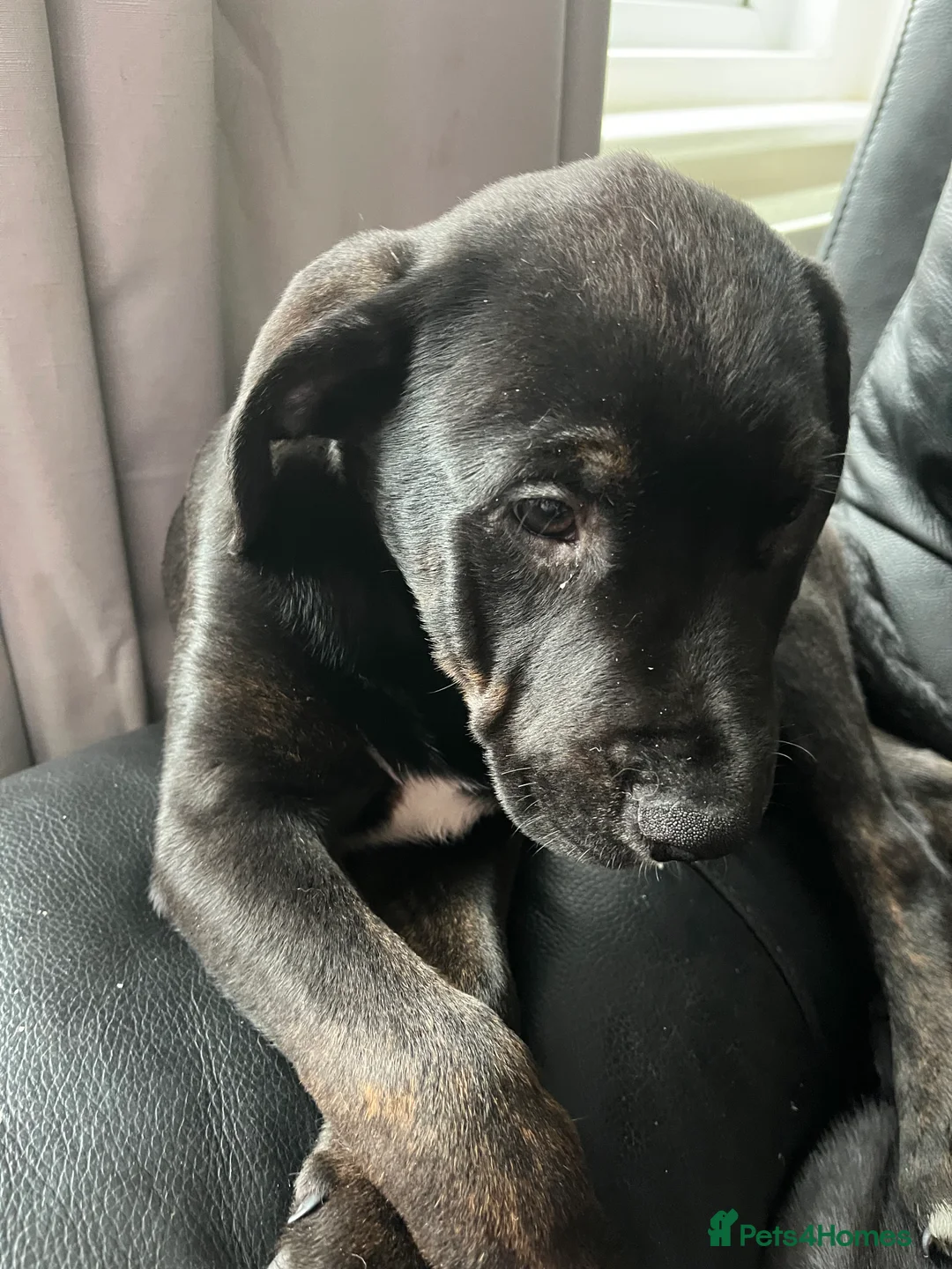 Mixed Breed dogs for sale: Bullmastiff cross puppies  - Advert 12