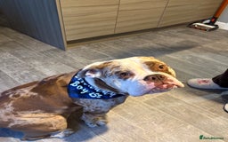 Olde English Bulldogge dogs for stud: OEB 🐶⭐️DEL~BOY ⭐️🐶 First time Stud  - Image 35
