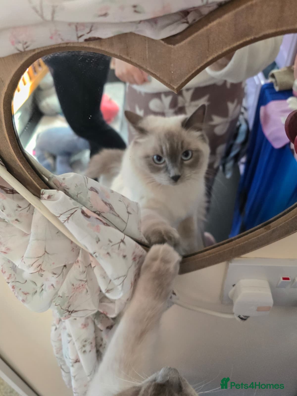 Ragdoll cats Magical dolls - Advert 1