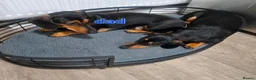 Miniature Dachshund dogs for sale: BEAUTIFUL MINIATURE DACHSHUND  - Advert 2