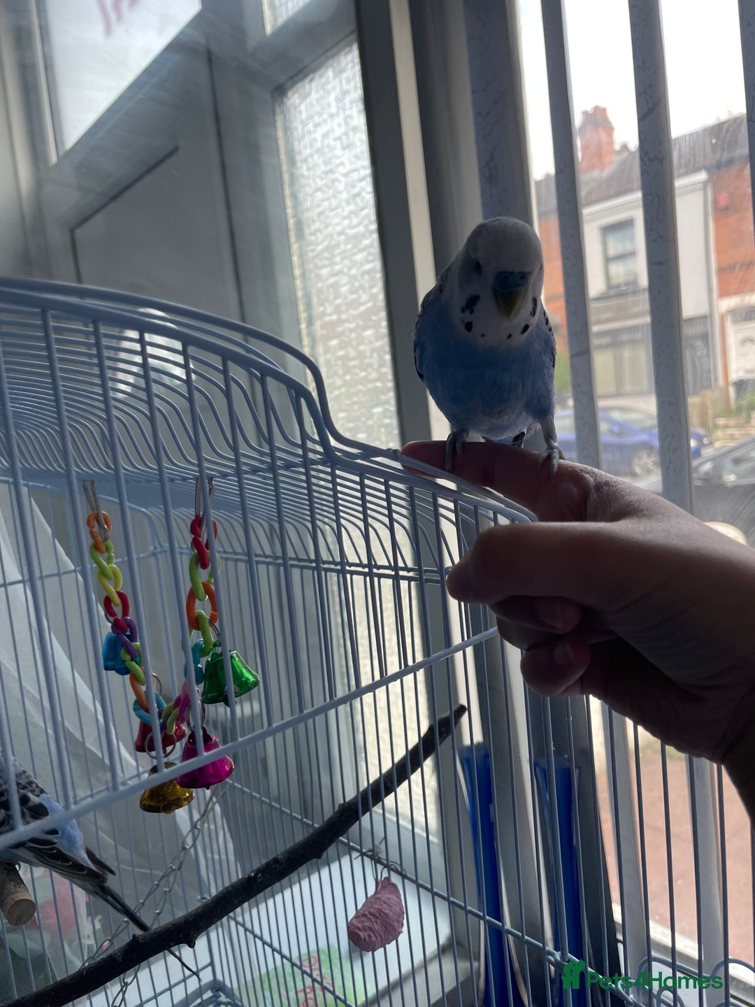 Budgerigars birds for sale: Two budgies for sale - Advert 4