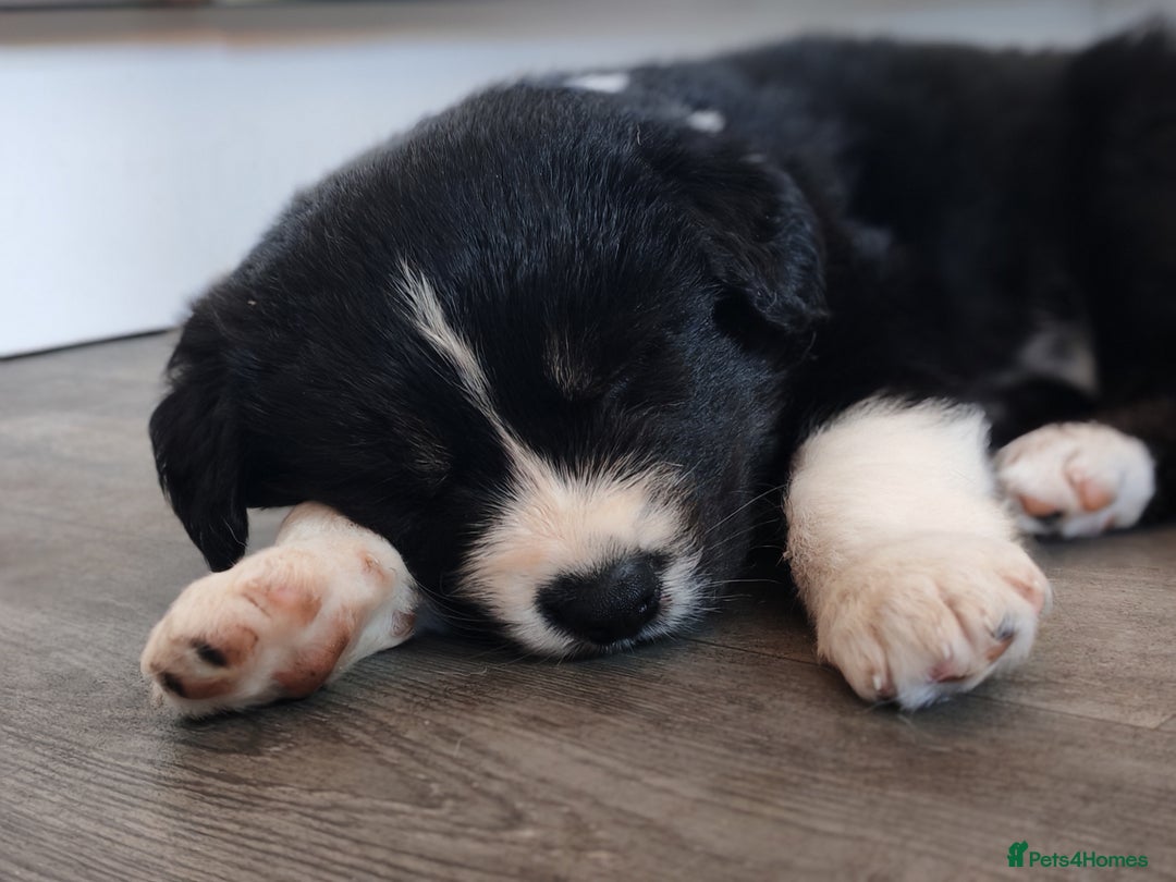 Mixed Breed dogs for sale: Borski looking for good home  - Image 4