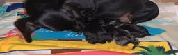 Miniature Dachshund dogs for sale: STUNNING MINIATURE DACHSHUND PUPPIES in Leicester - Advert 2