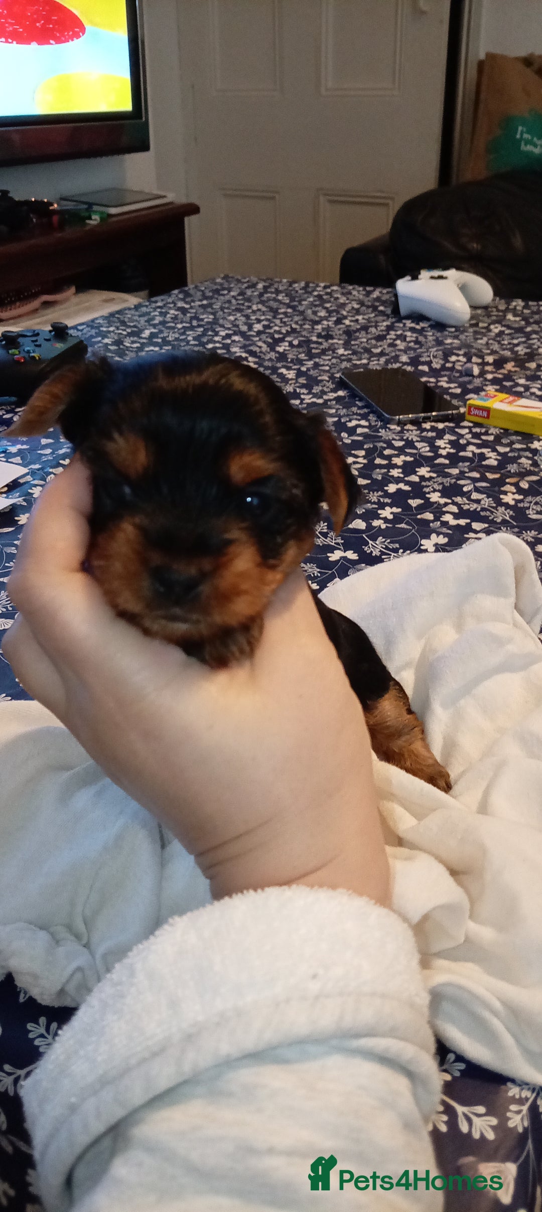 Yorkshire Terrier dogs for sale: Yorkshire - Image 2