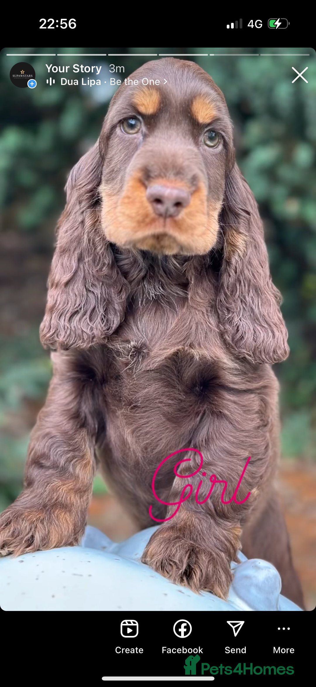Cocker Spaniel dogs for sale: Beautiful show cockers  - Image 4