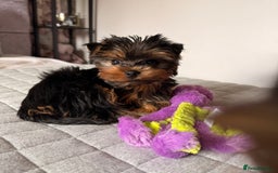 Yorkshire Terrier dogs for sale: Yorkshire terrier pups - Image 1