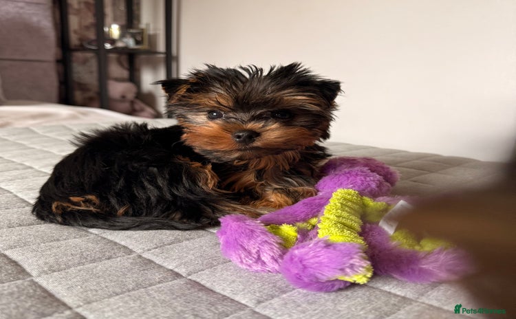 Yorkshire Terrier dogs - Advert 2