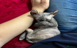 Sphynx cats for sale: LAST 2 tortie elf girls left  - Image 2