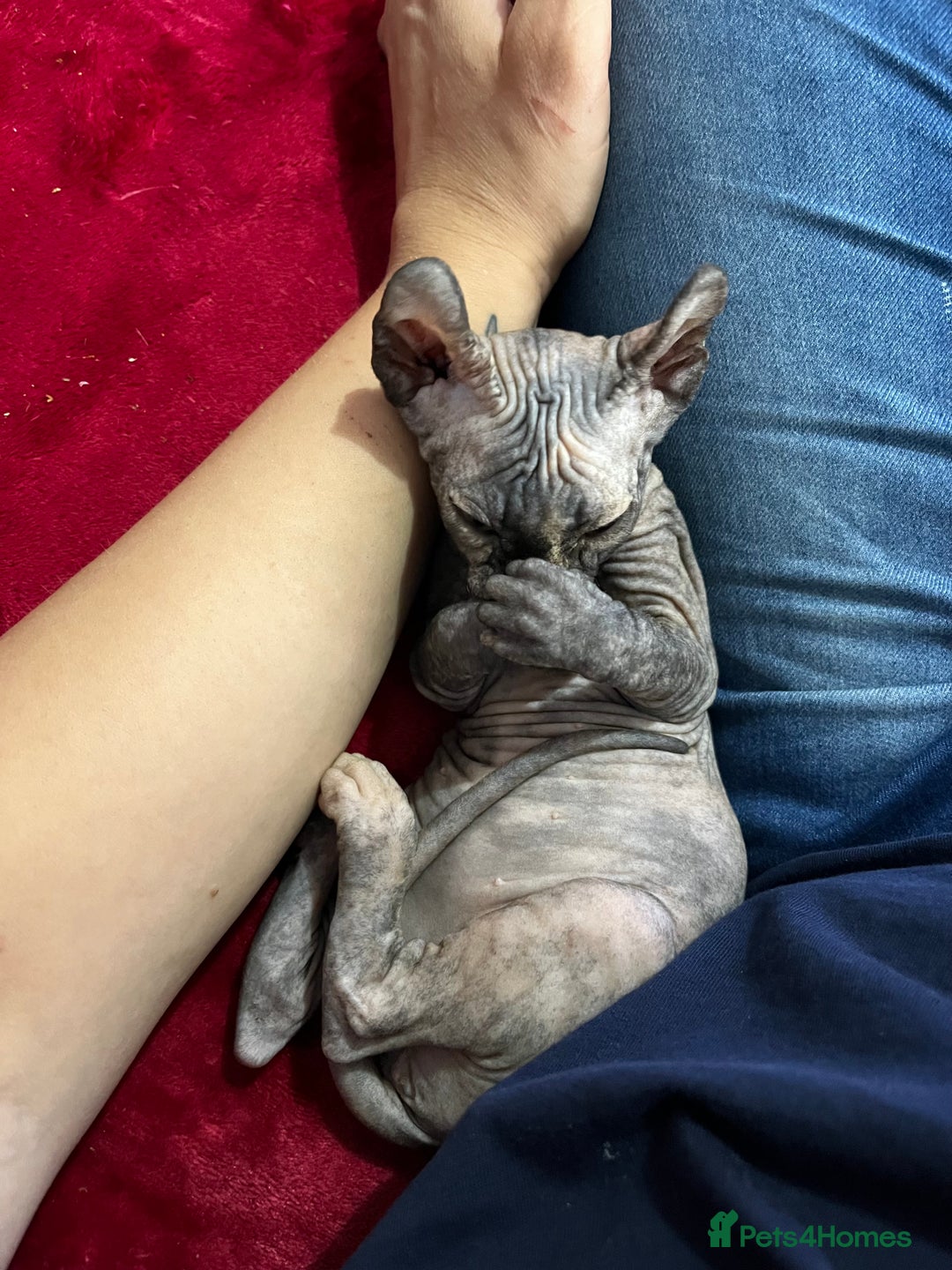 Sphynx cats for sale: LAST 2 tortie elf girls left  - Image 2