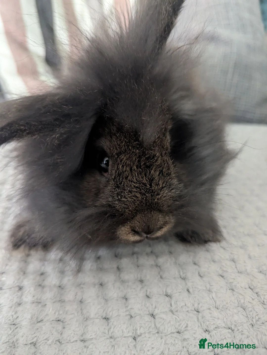 Lionhead rabbits for sale: Lionhead rabbit  - Advert 1