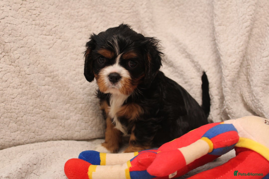 Cavalier King Charles Spaniel dogs for sale: Beautiful Cavalier king charles spaniel puppies - Image 9