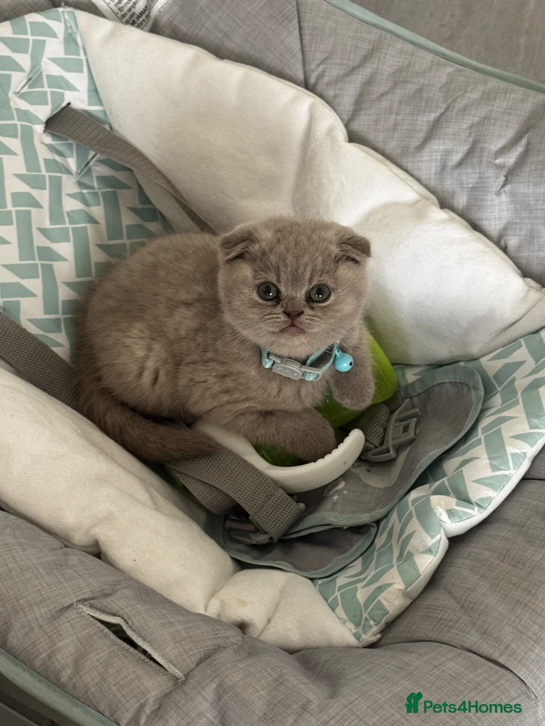 Scottish Fold cats for sale:  lilac scottish fold/british short hair kittens in Harrow - Advert 2