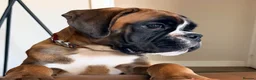 Boxer dogs for sale: Kc Beautiful Red boxer female puppy 4 months  - Advert 5