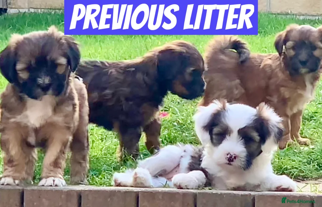 Tibetan Terrier dogs for sale: KC registered Tibetan Terrier pups for sale - Advert 4