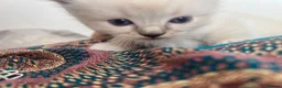 Ragdoll cats for sale: Stunning pure ragdoll kittens - Advert 7