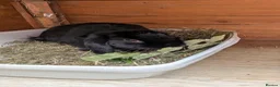 Dwarf Lop rabbits for sale: 2 male lop rabbits  in Runcorn - Advert 2