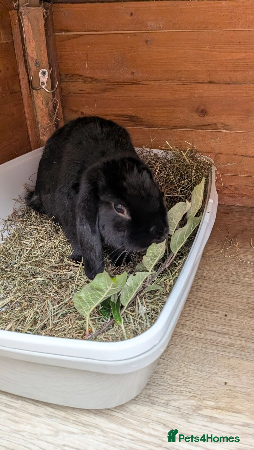 Dwarf Lop rabbits for sale: 2 male lop rabbits  in Runcorn - Advert 2