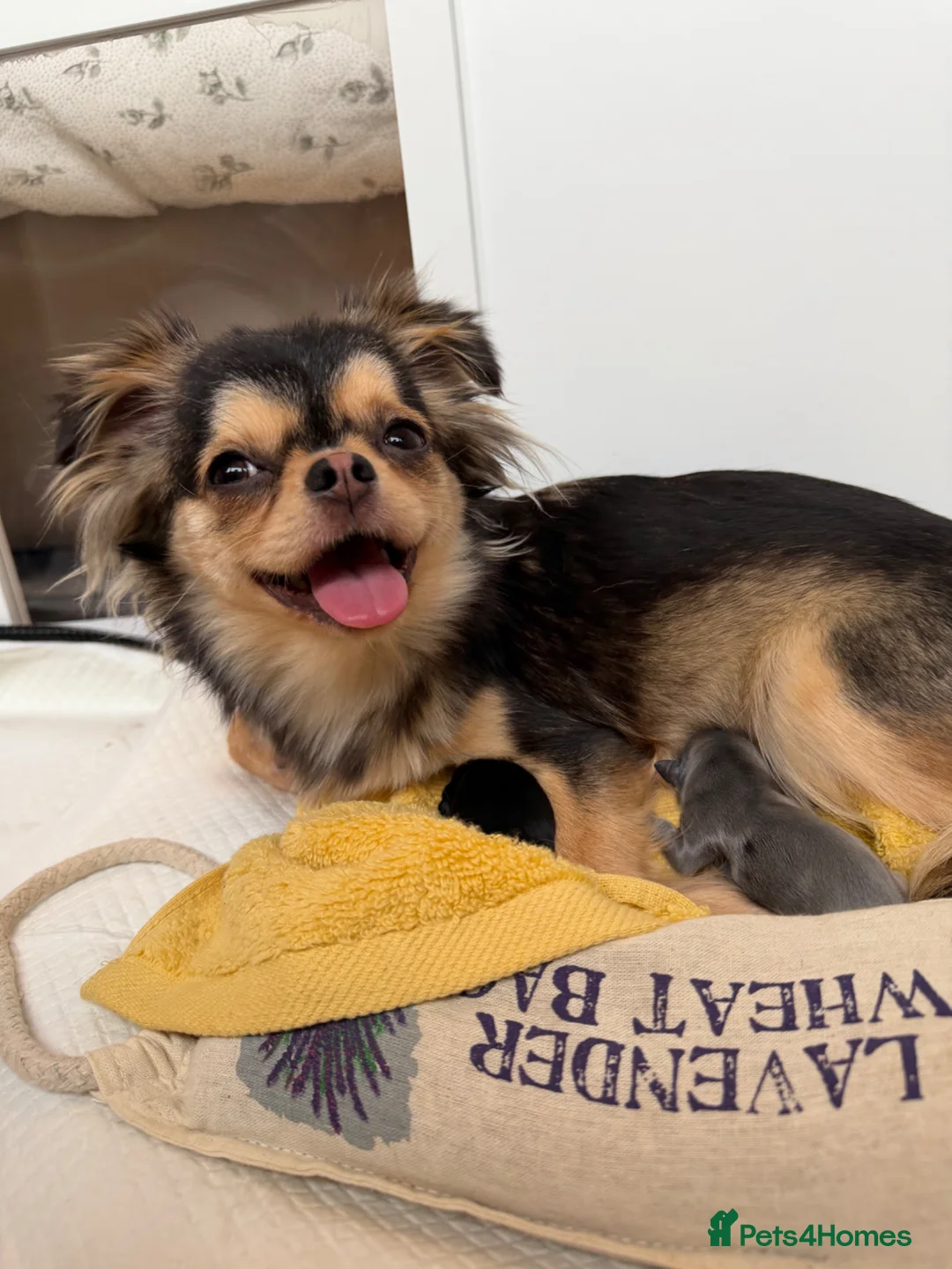 Chihuahua dogs for sale: Two Beautiful Longhaired Chihuahua Girls in Tredegar - Advert 2