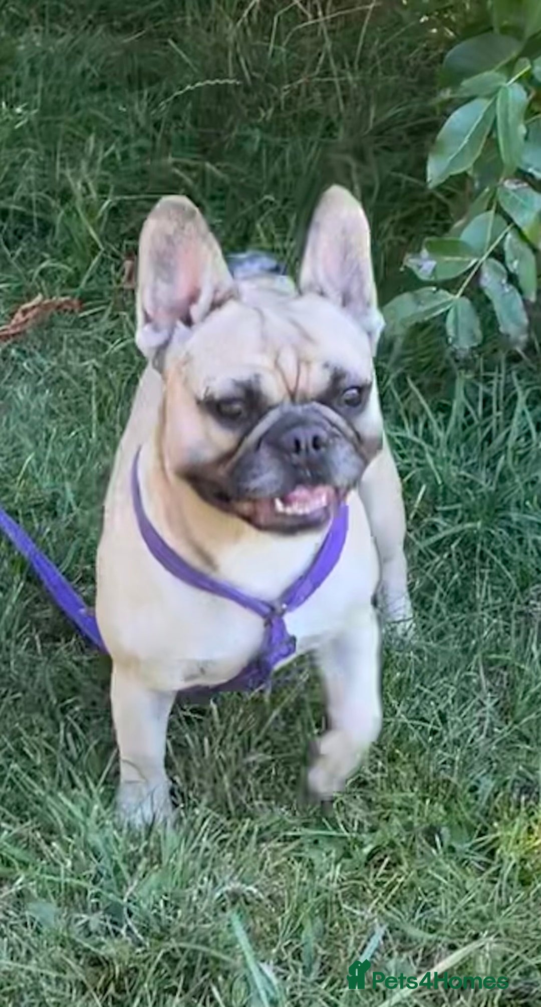 French Bulldog dogs for sale: KC REGISTERED HEALTH TESTED FRENCH BULLDOG  - Image 2
