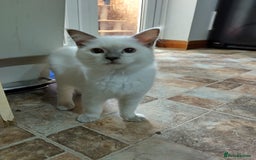 Ragdoll cats for sale: GCCF MALE LILAC POINT KITTEN 💕 - Image 1